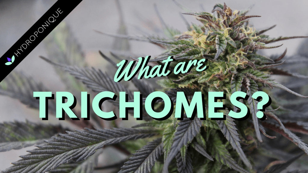 Trichomes Plant Close Up