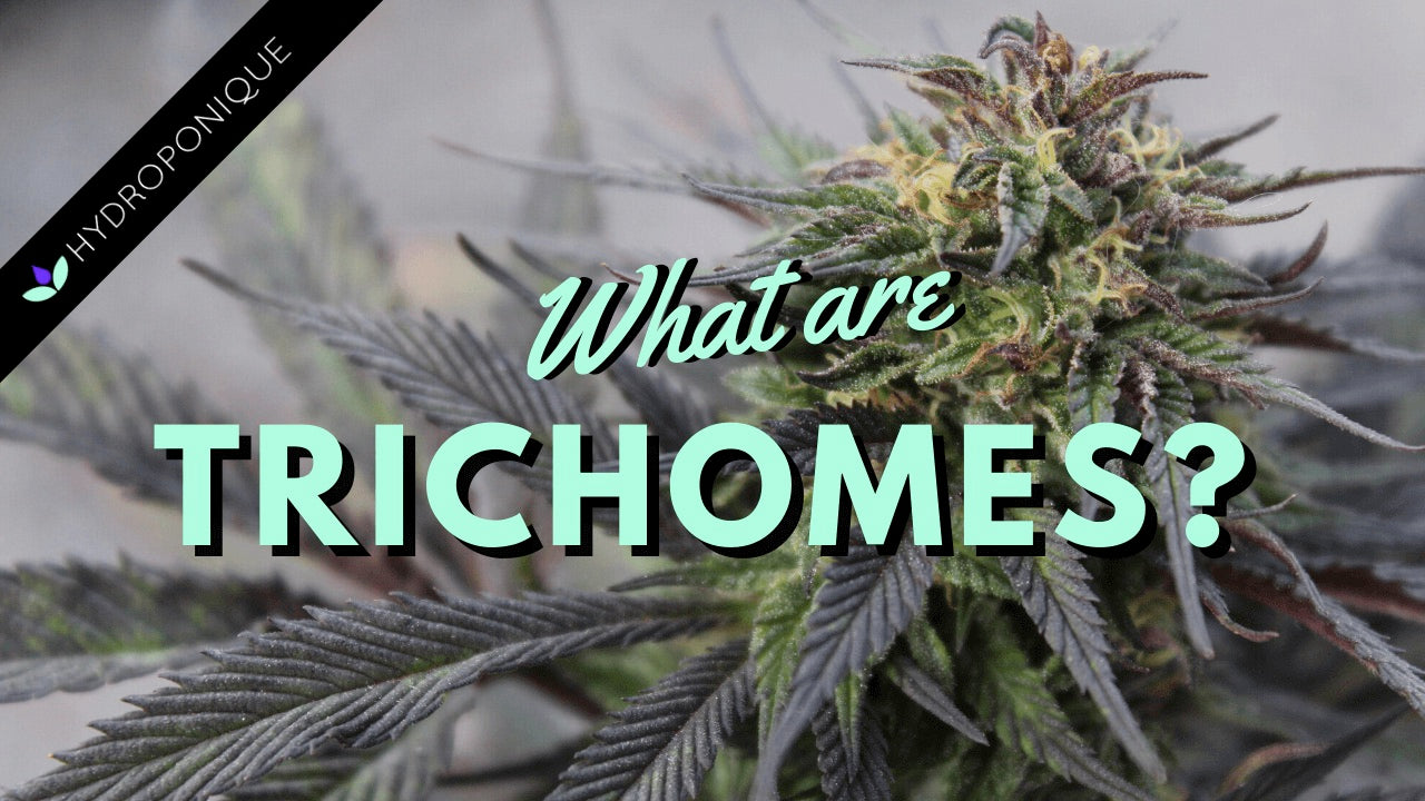 Cannabis Trichomes: The Tiny Titans of Potency