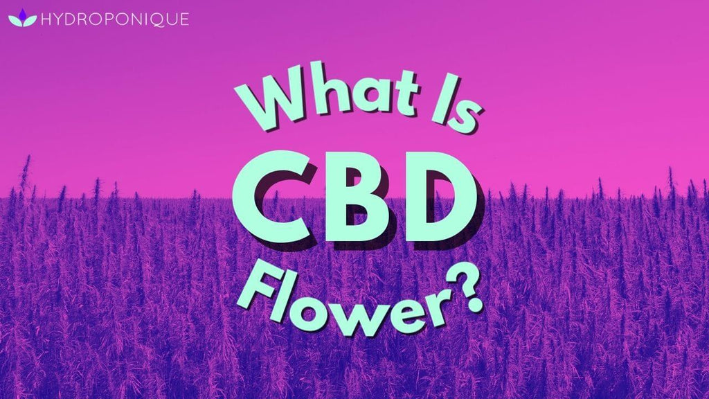 CBD flower