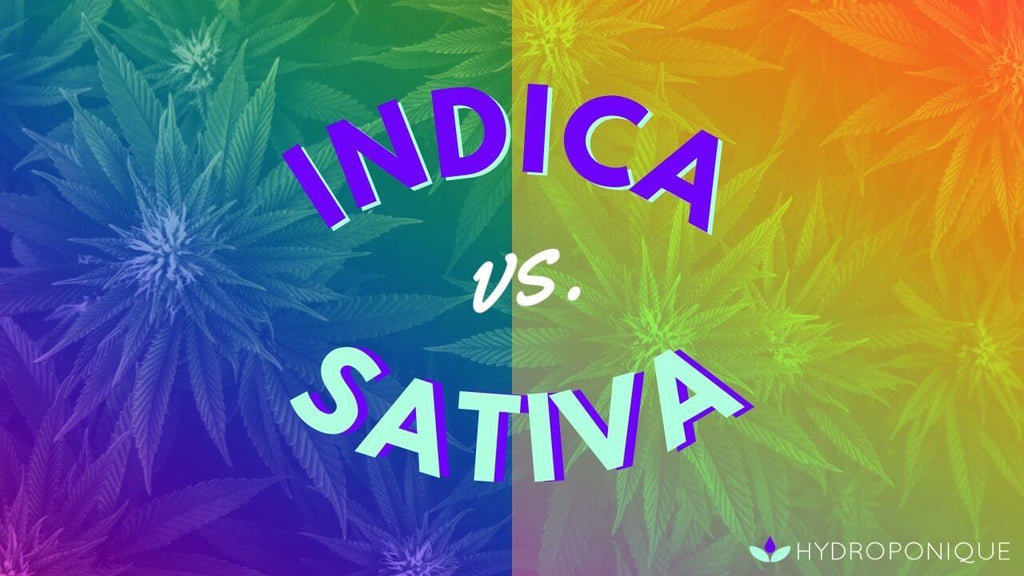 Indica vs sativa strains plants
